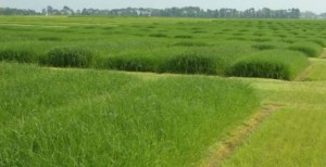 pakistan-australia-scientists-to-team-up-in-agri-growth-1441824158-7406